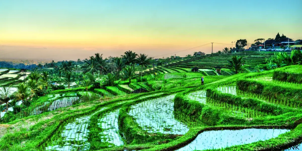 Bali beach and green rice terraces