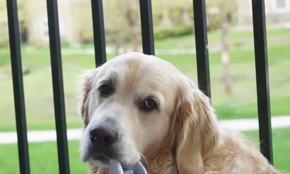 A cute golden retriever puppy chewing on a gray sock near a fence.