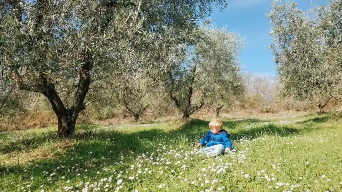 Young toddler in a blue jacket sitting among daisies in an Italian olive grove, illustrating beautiful Italian baby names.